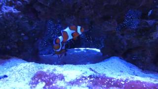 Ocellaris Clownfish Initial Meeting/Pairing