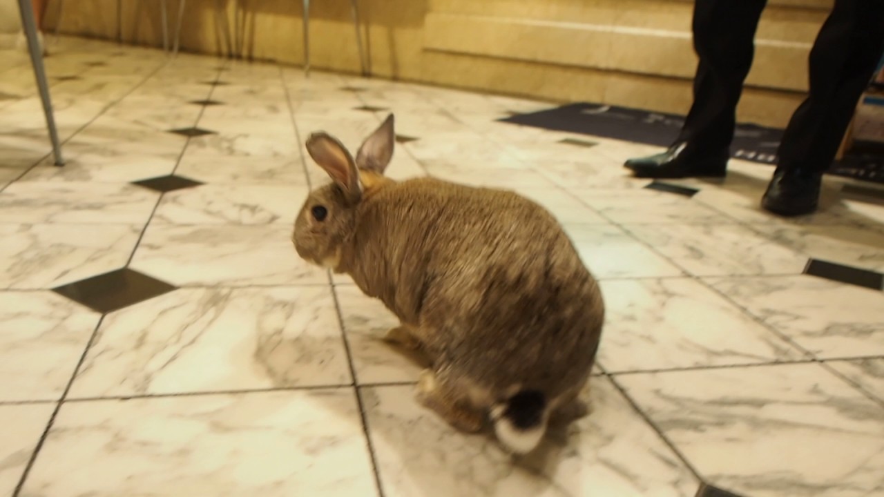 うさぎのヒロシが支配人 ホテル心斎橋ライオンズロック で癒しモフ充 トラベルjp たびねす Youtube