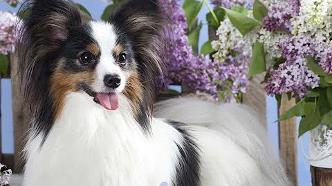 Magic Puzzles. Cute Papillon Dog 🐶 My Gaming Town.