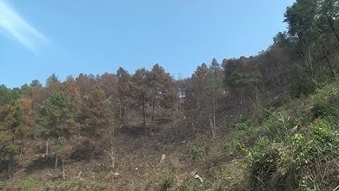 Chủ động phòng chống cháy rừng mùa nắng nóng