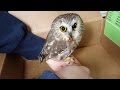 Injured Owl Rescued | Cute Saw Whet Owl | Released Back into the Wild