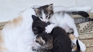 Little kitten 2😻😸#viralvideo #love #cute #cat