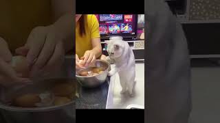 😂Funniest Cats and Dogs! 😍Best Animal Videos! 🤣#shorts #viral #comedy #cat #dog 🤩