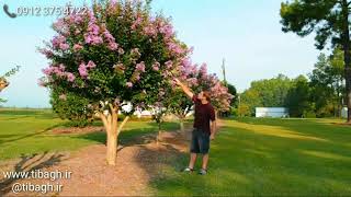 خرید و فروش آنلاین درختچه گل توری ( Lagerstroemia indica )