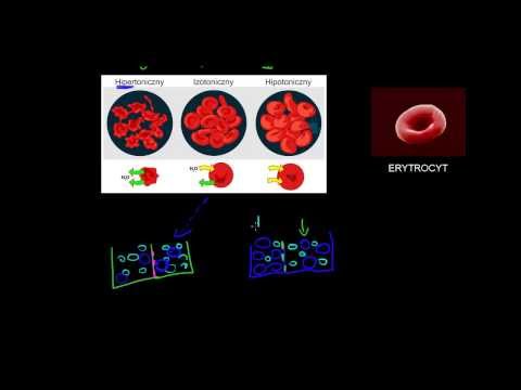 Wideo: Gdzie w ludzkim ciele występuje osmoza?