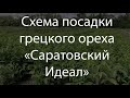 Саженцы зимостойкого грецкого ореха "Саратовский Идеал"