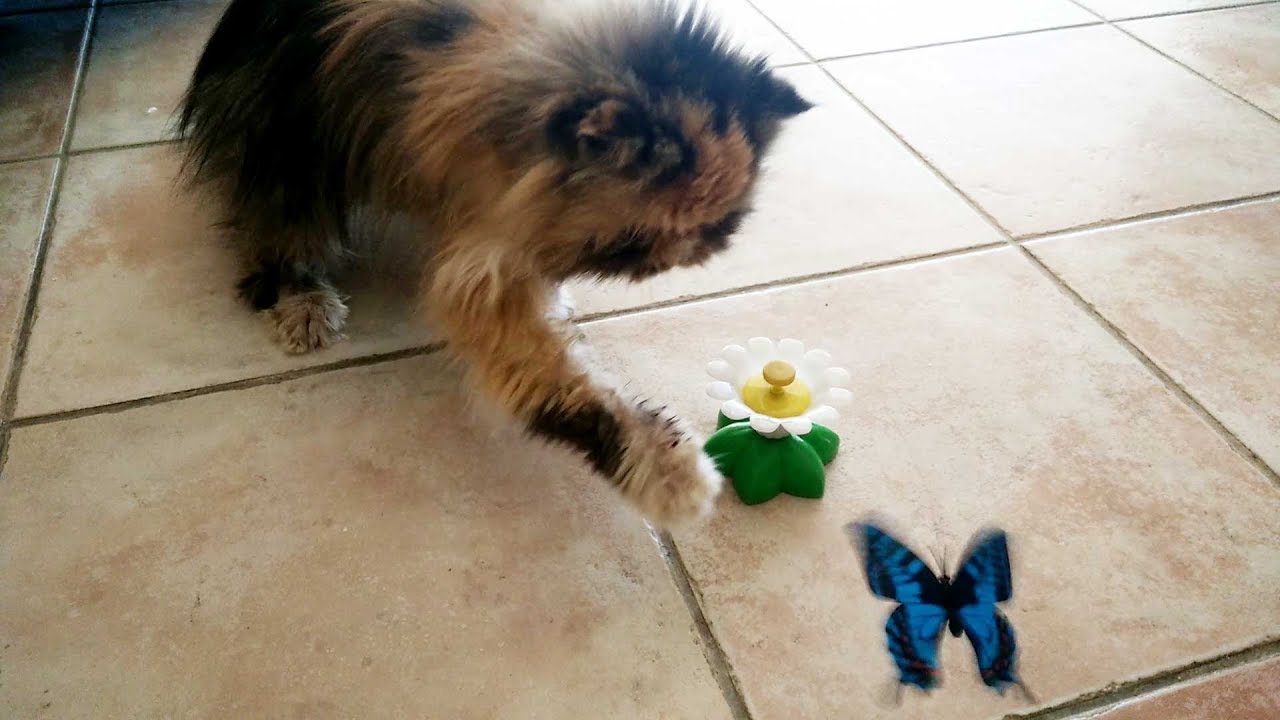 Jouet Pour Chat Papillon Nekoland Youtube