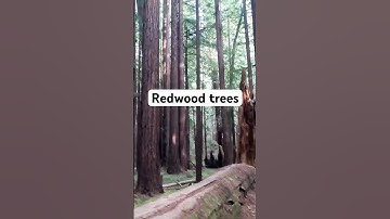 Redwood trees are so peaceful #travel #hiking #adventure #california #redwoods #internationalcouple