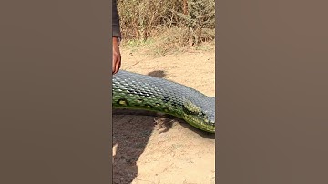 Anaconda Snake in Jungle - PART 6 🐍 #snake #shorts #python #snakes #nagin #anaconda #bigsnake