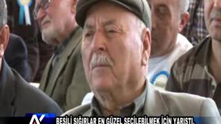 Aytv Aydin - Besili Sığırlar En Güzel Seçilebilmek Için Yarıştı