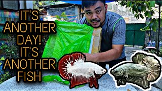 UNBOXING RED DRAGON & COPPER BETTA  FISH | SHOUT-OUT