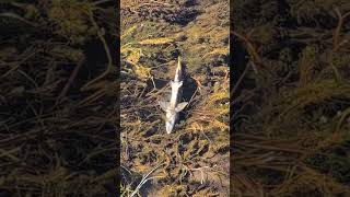 End of the line #fishing #alaska #cool #animals #fish #wildlife #funny #animal #fishinglife #salmon