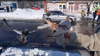 Голодные птицы в зимнем городе (ворона, грачи, голуби, воробьи) Голодные птицы в зимнем городе (ворона, грачи, голуби, воробьи)