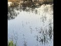Call of Spotted Marsh Frog, Grass Frog calls #frogsong #froglove #wetlands #wildlifesounds