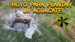 Como Hacer un Hoyo para Sembrar una Planta de Palta en el Jardin