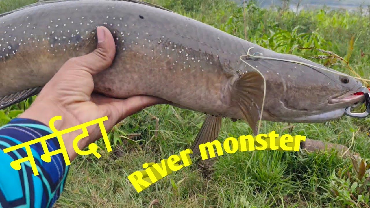 Snakehead fishing trick videos 🐬😱