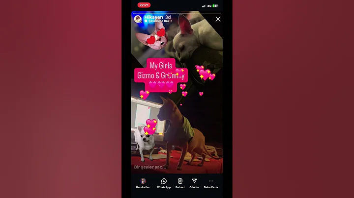 Video 11389991: sphynx cat dog