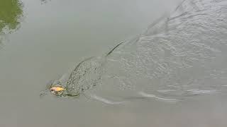 Swimbait Review: D.S. Crawler screenshot 5