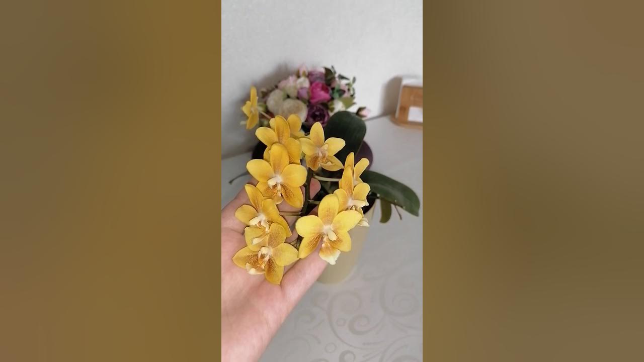 Phal. KS Balm 'Yellow Chocolate' 2.5