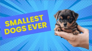 Smallest Dog Breeds EVER by PetMastery 1,127 views 6 months ago 6 minutes, 28 seconds