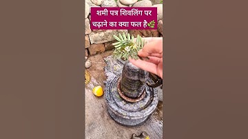 #शमी पत्र शिवलिंग पर चढ़ाने से क्या फल मिलते हैं #pandit_pradeep_ji_mishra #shivpuran #shorts #shiv