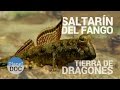 Saltarin del Fango. Tierra de Dragones | Naturaleza - Planet Doc