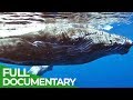 Humpback Whales in Danger | Blue Realm | Free Documentary Nature