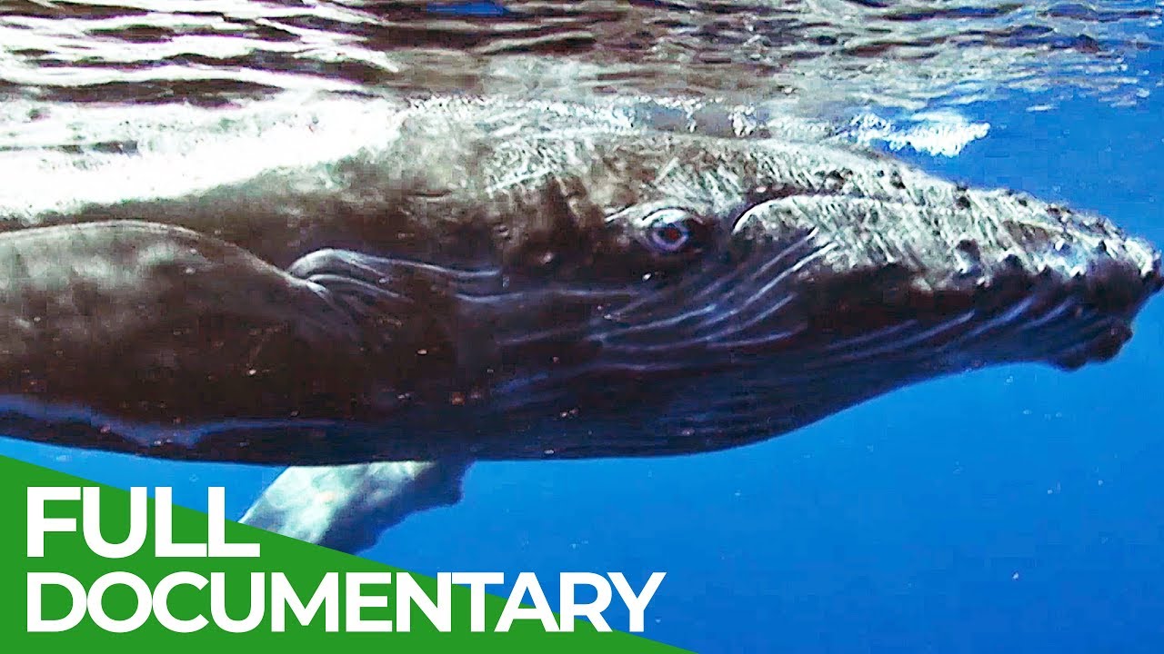 ⁣Humpback Whales in Danger | Blue Realm | Free Documentary Nature