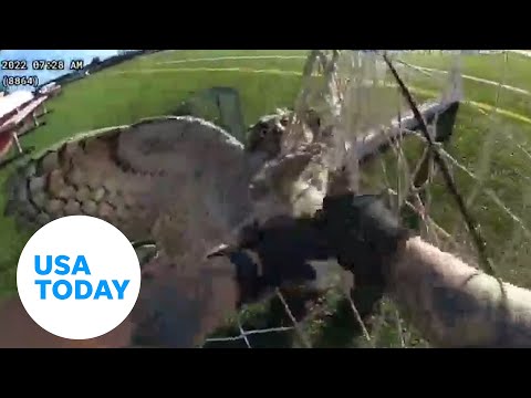 Owl stuck in soccer net in New Mexico freed | USA TODAY