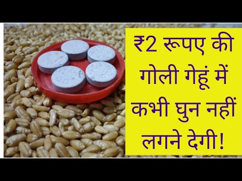 वीडियो: हैम्स्टर में घुन का संक्रमण