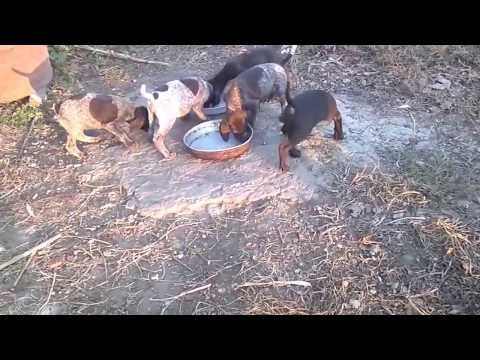 Video: Pointer German Cu Fir De Câine De Rasă Hipoalergenică, Sănătate și Durată De Viață