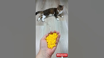 😹 Funny Cat Barsik Beads 🟡🌈 Reverse Balls Video #cat #reverse #asatisfyingvideofamily #shorts
