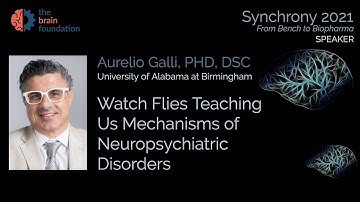 Watch Flies Teaching Us Mechanisms of Neuropsychiatric Disorder - Aurelio Galli, PhD @Synchrony2021