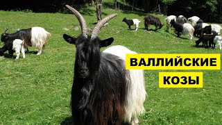 Разведение Валлийских Черношеих коз как бизнес | Козоводство | Порода коз Валлийская Черношеяя