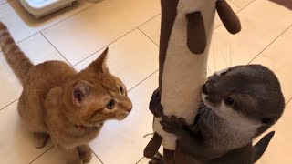 カワウソさくら カワウソにしかできないことを見せつける Techniques that only otters can do