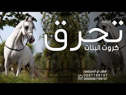 شيلة تحرق كروت البنات 2024 فضن الميدان جديد