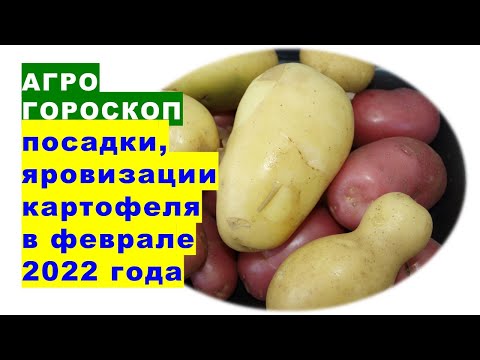 Агрогороскоп посадки и яровизации картофеля в феврале 2022 года