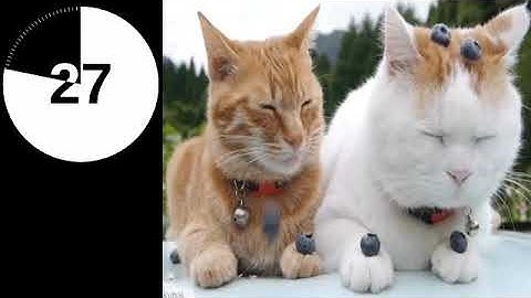 2 Minute Timer with Music - Funny/Cute Animal Edition