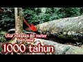 Dikira editan, ular terbesar di dunia berumur ribuan tahun ada di indonesia