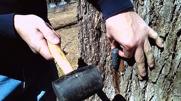 Tapping Walnut Trees