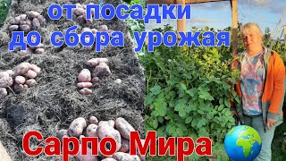 Картофель от посадки, до сбора урожая!!!