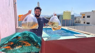 Finally Koi Fish Pond Me Big 🐡Size Koi Fish Add Ho Gayi 🥳 #koifish #fishpond