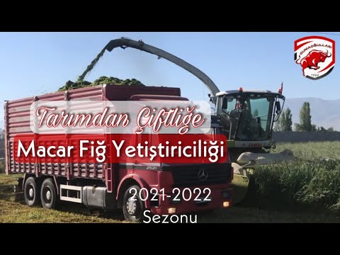 2022 Macar Fiğ