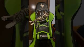 Adorable Cat Naps Belly Up in Gaming Chair Strap