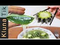 Eating weird slimy vegetables  plants