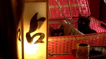 映画『くろねこルーシー』予告編