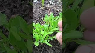 The fenugreek leaves grow vegetable farming tips #natural #farming #shorts