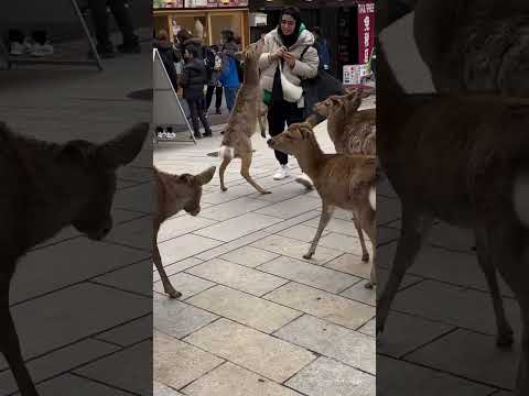 Hilarious Group of Hungry Deer Chase Woman in Japan!