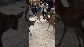 Hilarious Group of Hungry Deer Chase Woman in Japan!