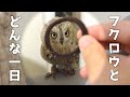 【疑問】フクロウを飼うとどんな一日を過ごすことになるのか?